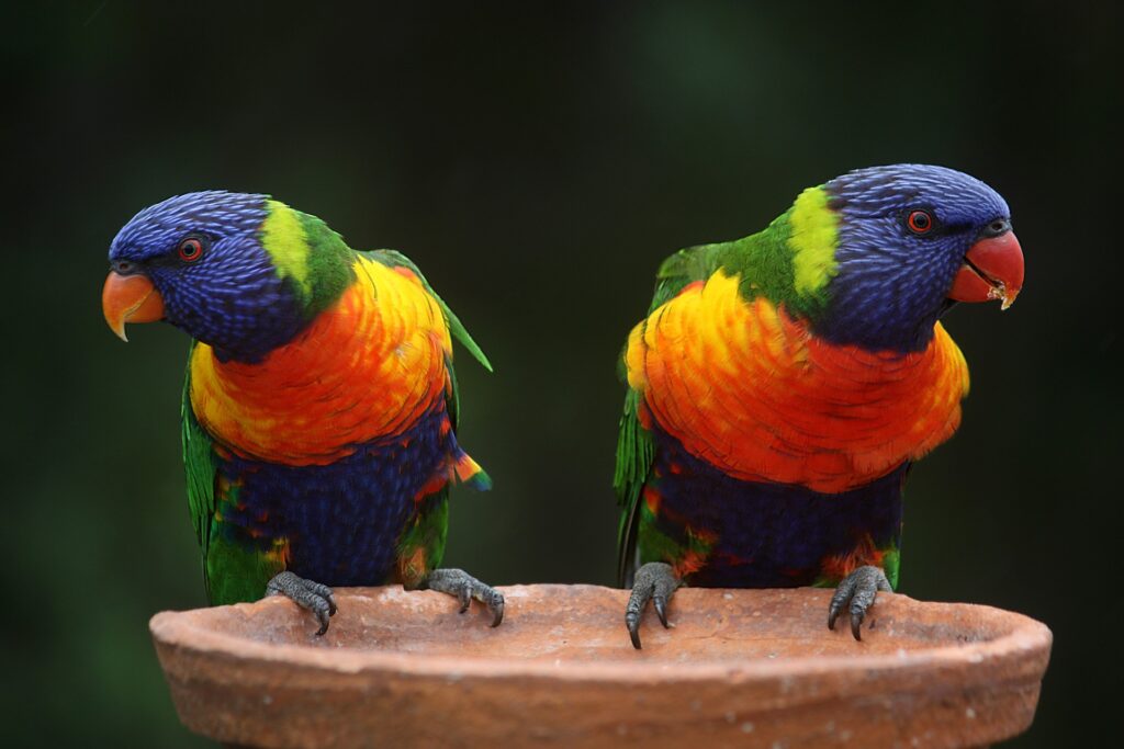 Oiseau
